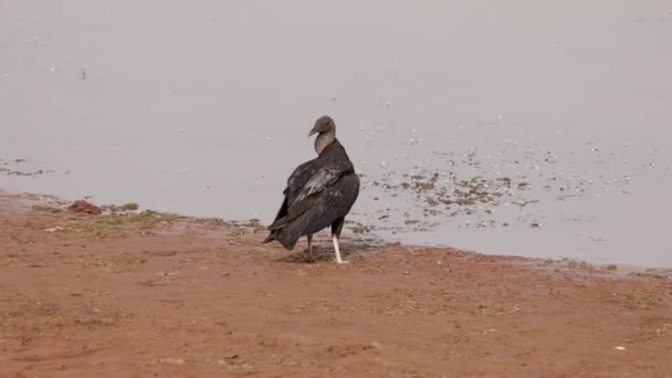 Animal Black Vulture Species Coragyps Atratus — Stock Video