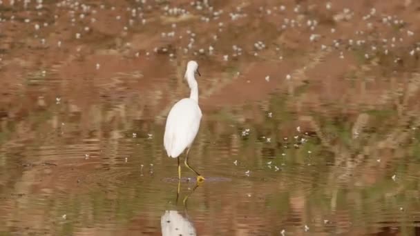 Marea Egretă Animal Din Specia Ardea Alba — Videoclip de stoc