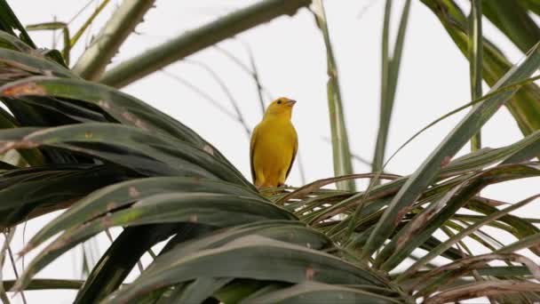 Saffron Finch Pássaro Espécie Sicalis Flaveola — Vídeo de Stock