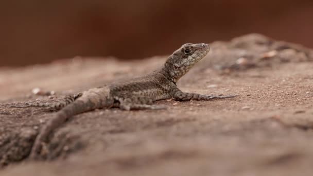 Small Ground Lizard Genus Tropidurus — Stock Video