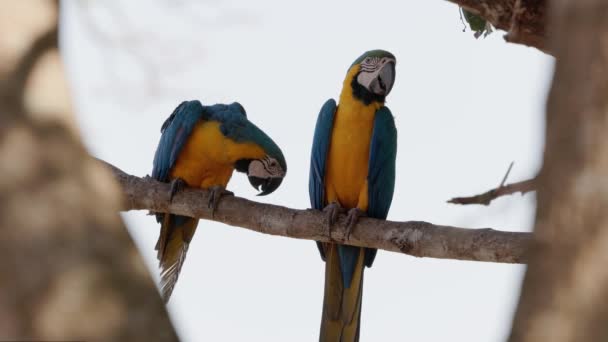 Adult Blue Yellow Macaw Species Ara Ararauna — Stock Video