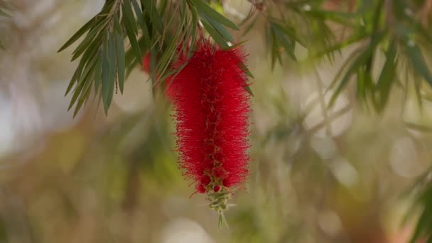Melaleuca Cinsinin Çiçek Açan Ağacı — Stok video