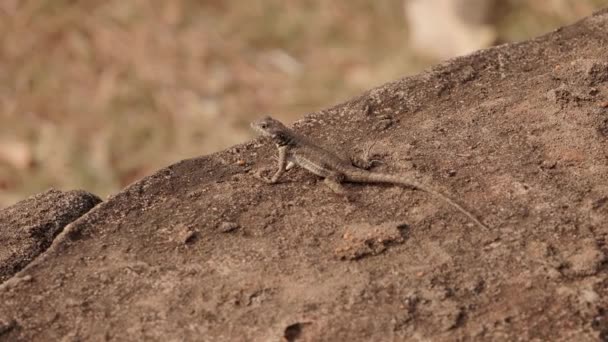 Small Ground Lizard Genus Tropidurus — Stock Video