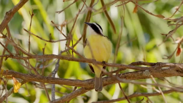 Oiseau Animal Grand Kiskadee Espèce Pitangus Sulphuratusa — Video