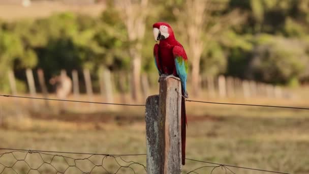 Adulți Macaw Roșu Verde Din Specia Ara Cloropterus — Videoclip de stoc