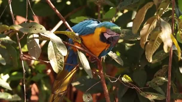Dorosły Niebiesko Żółty Macaw Gatunku Ara Ararauna — Wideo stockowe