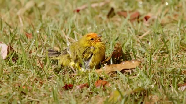 Pinson Safran Mâle Oiseau Espèce Sicalis Flaveola — Video