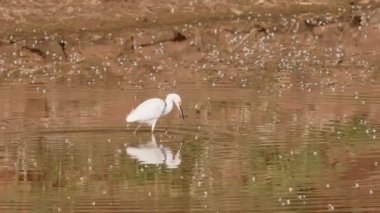 Ardea alba türünün büyük balıkçıl hayvanı.