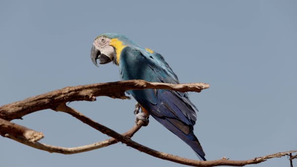 Γαλάζια Και Κίτρινα Macaw Του Είδους Ara Arauna — Αρχείο Βίντεο