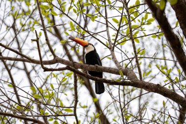 Ramphastos toco türünün yetişkin tütünü.