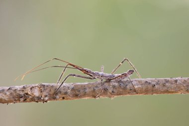 Harpactorini kabilesinden Suikastçı Böcek Perisi