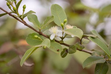 Türlerin Küçük Guavas Çiçeği Psidium guajava