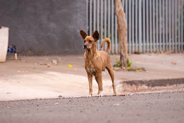 Closeup Animal Mammal Dog Street — Stock Photo, Image