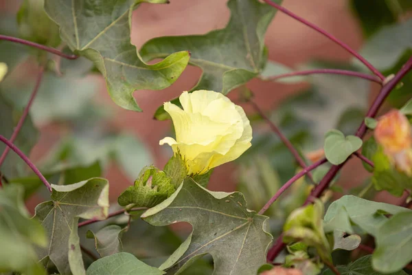 Βαμβάκι Βαμβακερό Φυτό Του Είδους Gossypium Hirsutum — Φωτογραφία Αρχείου