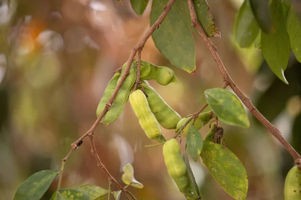 closeup of fruits of the brazilian fruit tree called inga