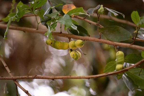 closeup of fruits of the brazilian fruit tree called inga