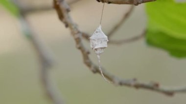 Longspinneret Örümcek Yumurta Davası Hersiliidae Ailesi