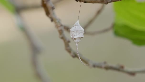 Longspinneret Spider Egg Caso Família Hersiliidae — Vídeo de Stock