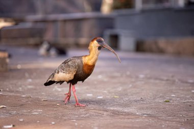 Theristicus caudatus türünün kaslı Ibis 'i