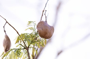 Jacaranda mimozomlu mavi jakaranda ağacı meyveleri.