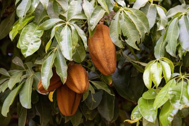 Brezilya Provision Tree Fruit türü Pachira aquatica