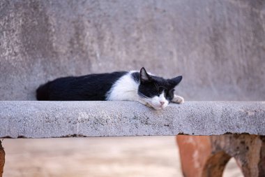 Mezarlıkta terk edilmiş kedili evcil kediye yakın.