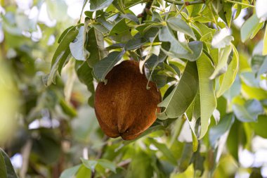 Brezilya Provision Tree Fruit türü Pachira aquatica
