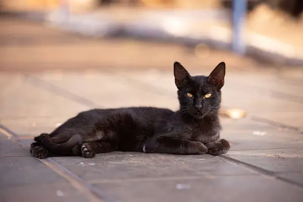 Primer Plano Felino Gato Doméstico Abandonado Cementerio — Foto de Stock
