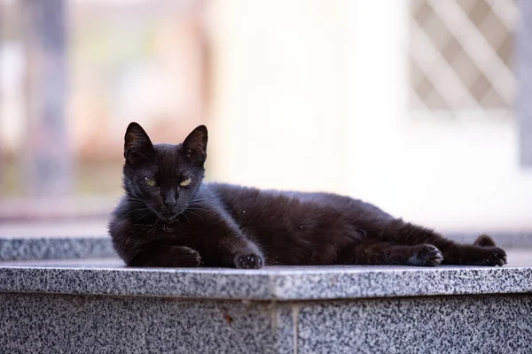 Närbild Kattdjur Tamkatt Övergiven Kyrkogården — Stockfoto