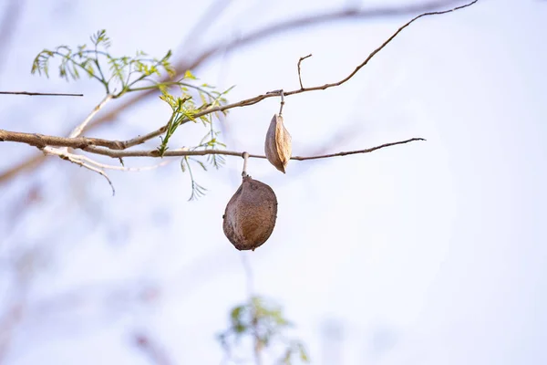 stock image Blue Jacaranda Tree Fruits of the species Jacaranda mimosifolia