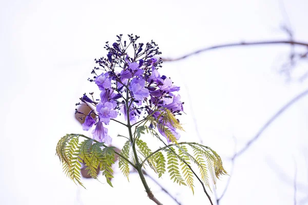 Mavi Jakaranda Ağacı Çiçekli Seçici Odaklı Jakaranda Mimozomları — Stok fotoğraf