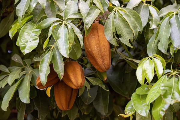 Brezilya Provision Tree Fruit Türü Pachira Aquatica — Stok fotoğraf