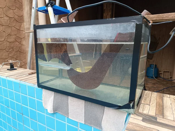 Stock image aquarium with metal items undergoing electrolysis to remove rust