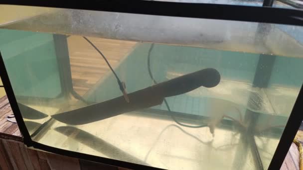 Aquarium Mit Machetenwasser Das Einem Elektrolyseprozess Unterzogen Wird Rost Entfernen — Stockvideo