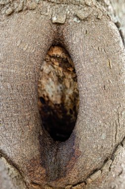Ağaç gövdesinde büyük bir delik.