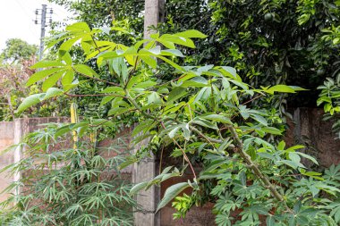 Cassava Plant Leaves of the species Manihot esculenta clipart
