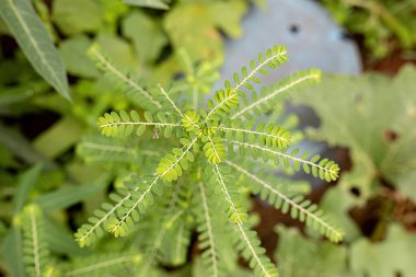 Phyllanthus cinsinin küçük rüzgar bitkisi.