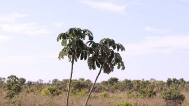 Pumpwood plant leaves of the genus Cecropia clipart