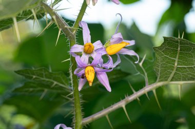 Solanum palinacanthum türünün küçük İtüzümü Bitkisi