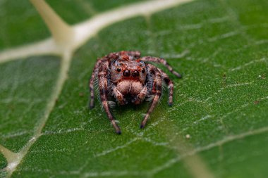 Small Jumping Spider of the Subtribe Dendryphantina clipart