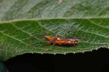 Repipta cinsinden Yetişkin Suikastçi Böceği