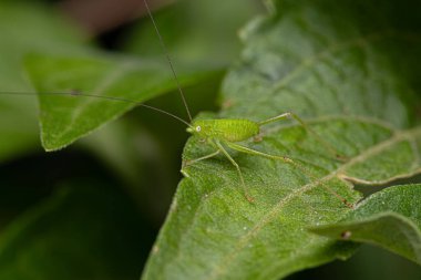 Altfamilya Phaneropterinae 'den Katydid Nymph