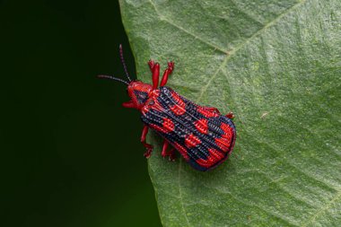 Adult Leaf Beetle of the species Metazycera purpurata clipart