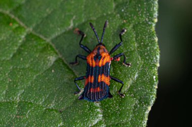 Adult Leaf Beetle of the Tribe Chalepini clipart