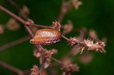 Photinaid Mantis Aile Fotinaidae Yumurtası