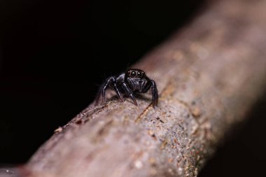 Corythalia cinsinin küçük zıplayan örümceği.