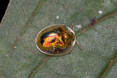 Adult Yellow Tortoise Beetle of the genus Charidotella clipart