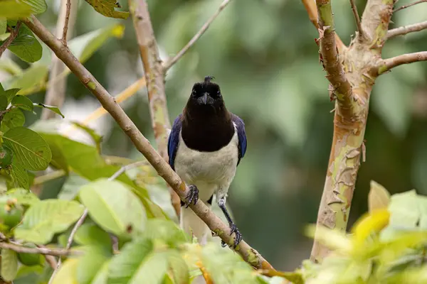Curl crested Jay Bird of the species Cyanocorax cristatellus