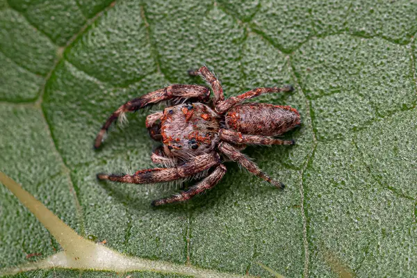 Stock image Small Jumping Spider of the Subtribe Dendryphantina