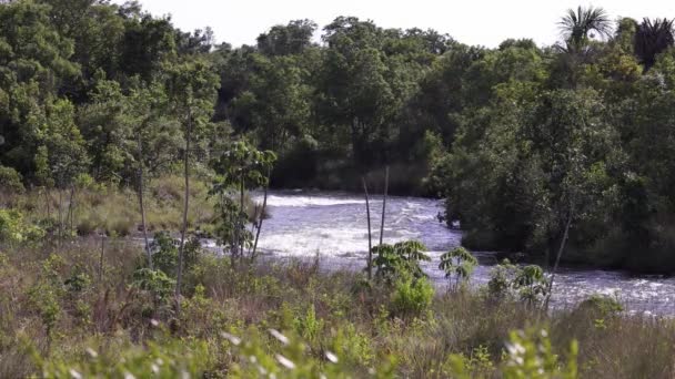 Mineiros Goias Brasil 2023 Sungai Formoso Taman Nasional Emas — Stok Video